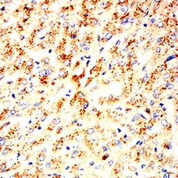 CD107a Mouse Monoclonal Antibody