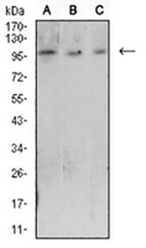 CD223 Mouse Monoclonal Antibody