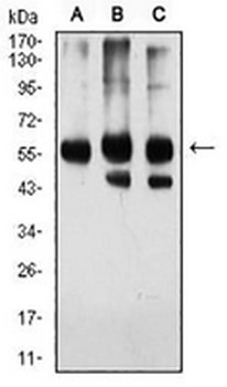 Importin alpha 2 Mouse Monoclonal Antibody