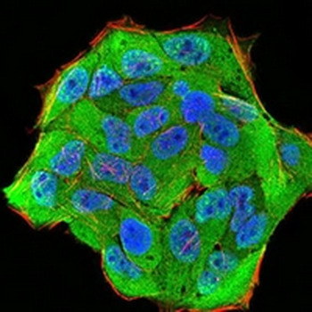 Importin alpha 2 Mouse Monoclonal Antibody