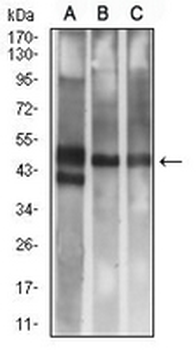 CD314 Mouse Monoclonal Antibody