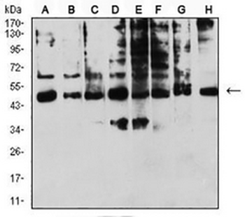 CD158e Mouse Monoclonal Antibody