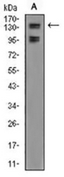 FBL10 Mouse Monoclonal Antibody