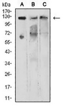 KDM1A Mouse Monoclonal Antibody