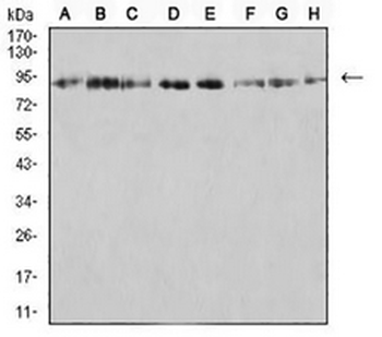 KDM1A Mouse Monoclonal Antibody