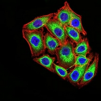 KDM1A Mouse Monoclonal Antibody