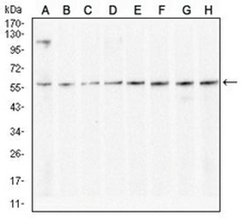 KCNN4 Mouse Monoclonal Antibody
