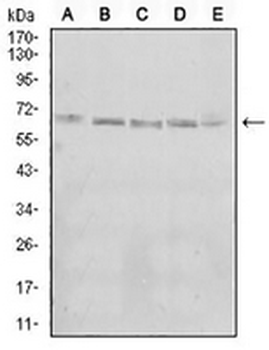 KBTBD8 Mouse Monoclonal Antibody