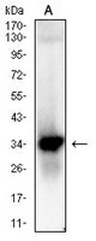 JAM3 Mouse Monoclonal Antibody