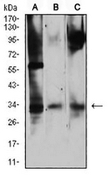 CD322 Mouse Monoclonal Antibody