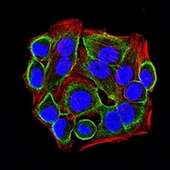 CD322 Mouse Monoclonal Antibody