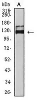 CD339 Mouse Monoclonal Antibody