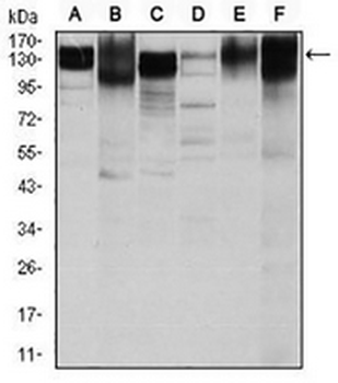 CD29 Mouse Monoclonal Antibody