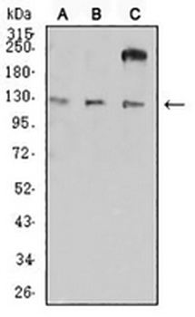 CD11a Mouse Monoclonal Antibody
