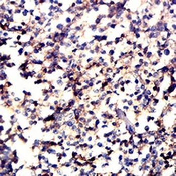 CD11a Mouse Monoclonal Antibody