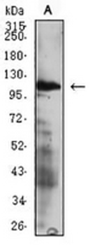 CD49d Mouse Monoclonal Antibody