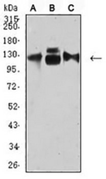 CD49c Mouse Monoclonal Antibody