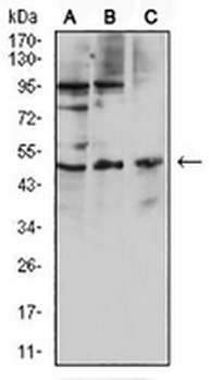 CD127 Mouse Monoclonal Antibody
