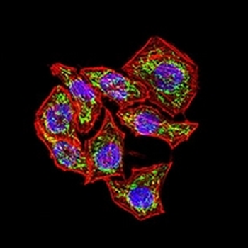 CD130 Mouse Monoclonal Antibody