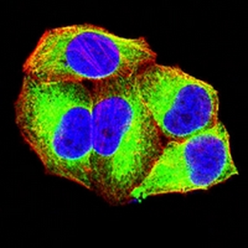 CD126 Mouse Monoclonal Antibody