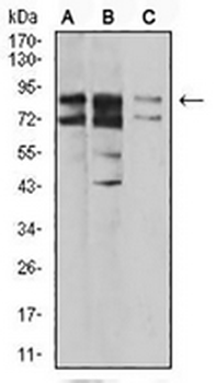 IL1RAPL1 Mouse Monoclonal Antibody