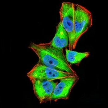 IL1RAPL1 Mouse Monoclonal Antibody