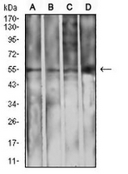 IGHA1 Mouse Monoclonal Antibody