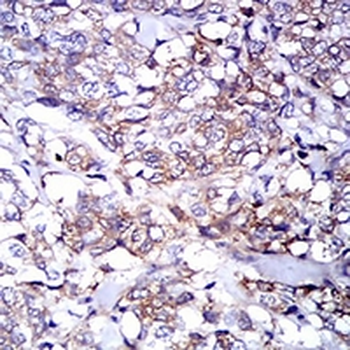 IGHA1 Mouse Monoclonal Antibody