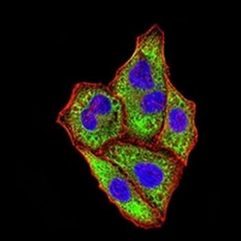 IGHA1 Mouse Monoclonal Antibody