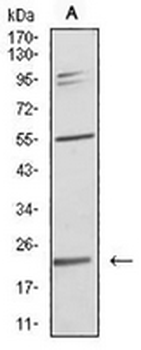 IL-28A Mouse Monoclonal Antibody