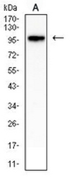 CD54 Mouse Monoclonal Antibody