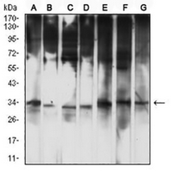 OMI Mouse Monoclonal Antibody