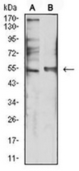 5-HT3B Mouse Monoclonal Antibody