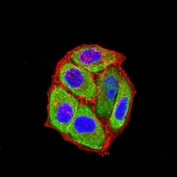 5-HT3B Mouse Monoclonal Antibody