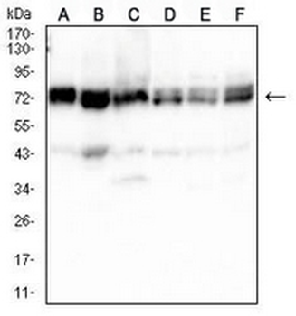 GRP75 Mouse Monoclonal Antibody