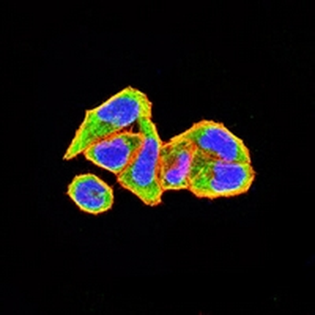 GRP75 Mouse Monoclonal Antibody