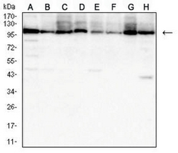HSPA4 Mouse Monoclonal Antibody