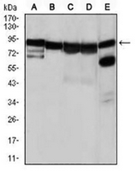 HSP90 alpha Mouse Monoclonal Antibody