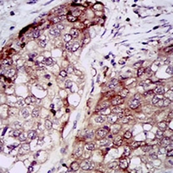 HSP90 alpha Mouse Monoclonal Antibody