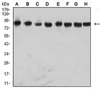 hnRNP M Mouse Monoclonal Antibody