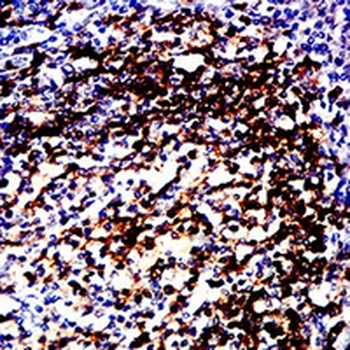 HLA-DRB1 Mouse Monoclonal Antibody