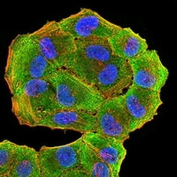 HLA-DRA Mouse Monoclonal Antibody