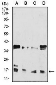Histone H3 (Acetyl-K27) Mouse Monoclonal Antibody