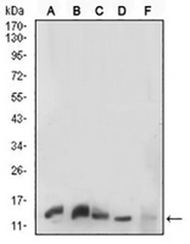 Histone H3 Mouse Monoclonal Antibody