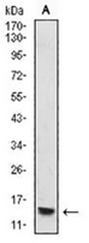 Histone H4 (MonoMethyl-K20) Mouse Monoclonal Antibody