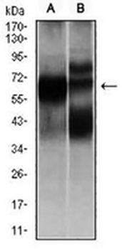 HEXA Mouse Monoclonal Antibody