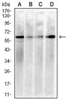 Histone Deacetylase 1 Mouse Monoclonal Antibody