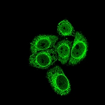 Histone Deacetylase 1 Mouse Monoclonal Antibody