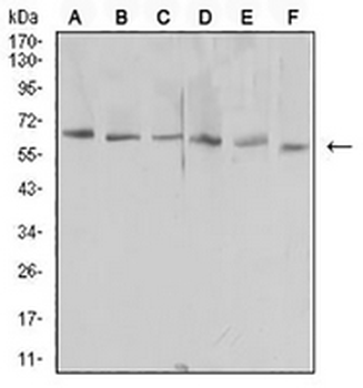 KIM1 Mouse Monoclonal Antibody