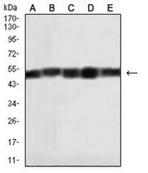 HAS1 Mouse Monoclonal Antibody